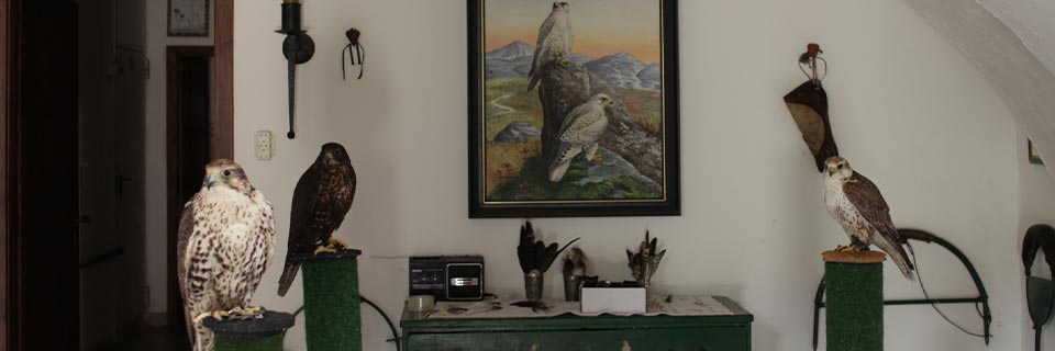 Falkenflug (Videography)